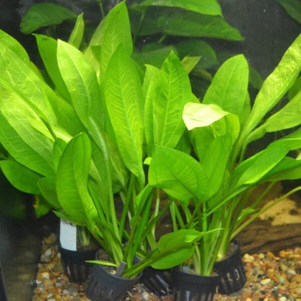 Amazon Sword Live Aquarium Plant