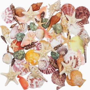 Beach Seashells Natural Decor for Fish Tank Aquariums