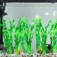 Fish Tank Seaweed Plants for Aquatic Life Enhancement 3