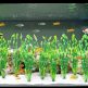 Fish Tank Seaweed Plants for Aquatic Life Enhancement 5