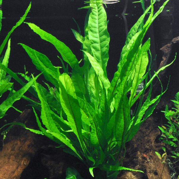 Freshwater Aquarium Plant Java Fern