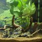 Handpicked Driftwood Aquarium Decor for Aquascaping 6