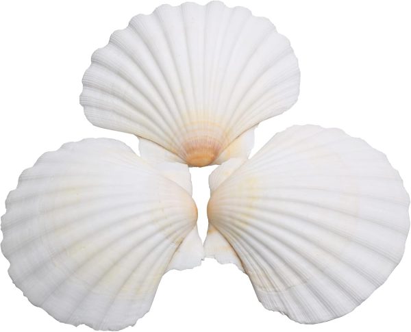 Large White Scallop Shells for Crafts and Decor