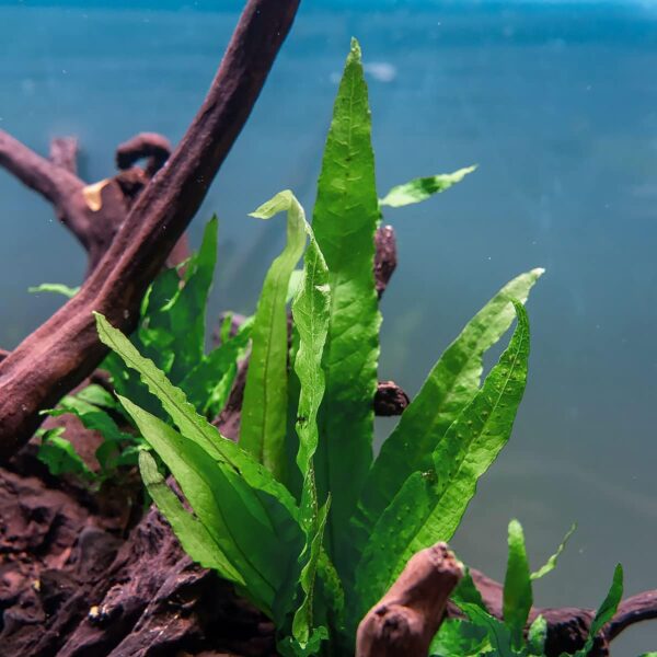 Live Aquarium Java Fern Freshwater Plant