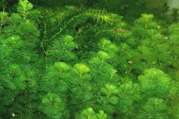 Live Cabomba Caroliniana Freshwater Plant