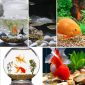 Ornamental Pebbles Decorative Stones for Aquariums Fish Tanks for aquariums