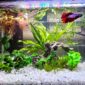 Rectangular Fish Tank Glass Aquarium actual.jpg