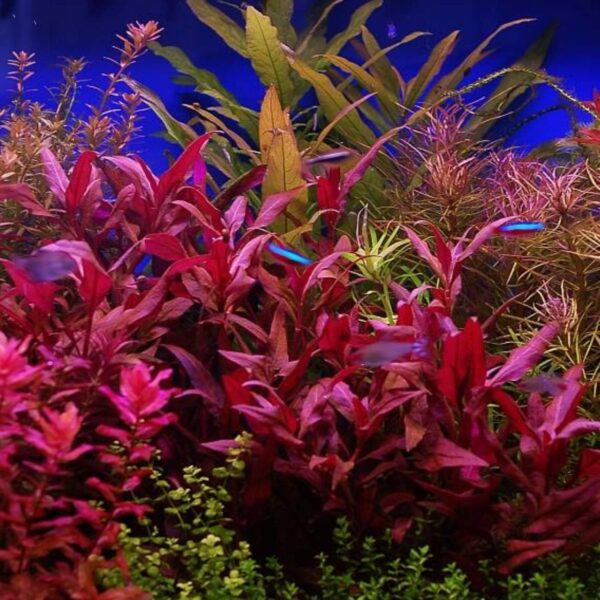 Red Stems Freshwater Aquarium Plant